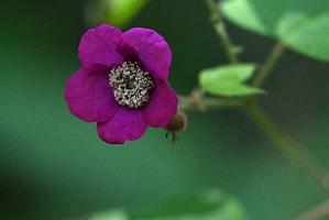 2025-06169030 Acton Arboretum, MA